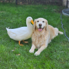 Illustration : &laquo; Elle a recommenc&eacute; &agrave; sourire &raquo;, apr&egrave;s ses crises d&rsquo;&eacute;pilepsie, cette Golden Retriever avait perdu sa joie de vivre jusqu&rsquo;&agrave; l&rsquo;arriv&eacute;e d&rsquo;un ami canard (vid&eacute;o)