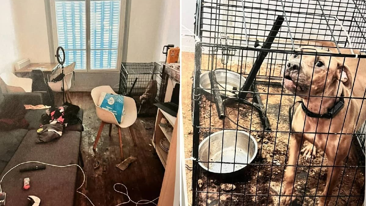 Illustration : "Enfermée dans une cage au cœur d’un appartement nauséabond, cette chienne de 2 ans est sauvée et recherche une famille d’accueil"