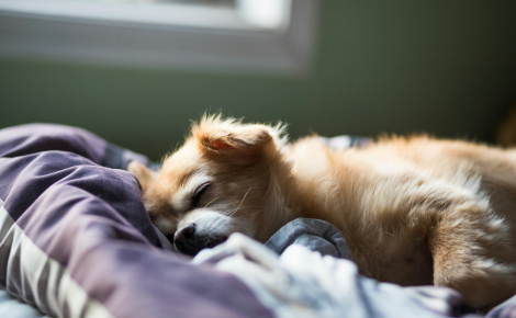Pourquoi votre chien tressaille-t-il de tout son corps avant de s'endormir ?