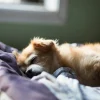 Illustration : Pourquoi votre chien tressaille-t-il de tout son corps avant de s'endormir ?