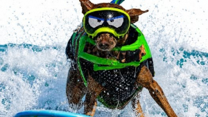 Illustration : Survivants du cancer, cette femme et son Pinscher Nain participent aux Championnats du monde de surf canin