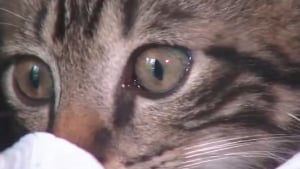 Illustration : &laquo; Je n&rsquo;arrivais pas &agrave; y croire &raquo;, 2 chatons sauv&eacute;s apr&egrave;s avoir &eacute;t&eacute; jet&eacute;s d'une voiture, une suspecte identifi&eacute;e et arr&ecirc;t&eacute;e