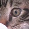 Illustration : &laquo; Je n&rsquo;arrivais pas &agrave; y croire &raquo;, 2 chatons sauv&eacute;s apr&egrave;s avoir &eacute;t&eacute; jet&eacute;s d'une voiture, une suspecte identifi&eacute;e et arr&ecirc;t&eacute;e