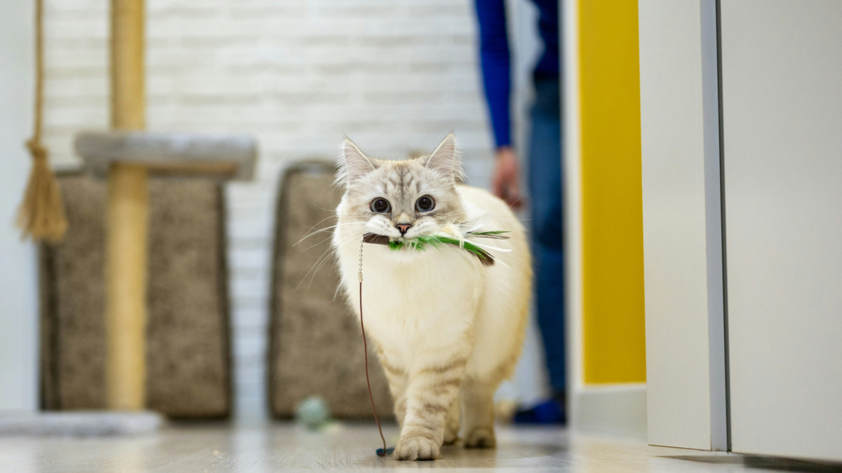 Illustration : "Pourquoi votre chat miaule-t-il de façon gutturale avec sa peluche dans la bouche ?"