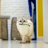 Illustration : Pourquoi votre chat miaule-t-il de fa&ccedil;on gutturale avec sa peluche dans la bouche ?