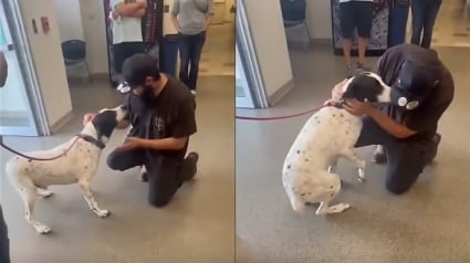Illustration : Une simple photo prise au refuge permet &agrave; une famille de retrouver son chien disparu depuis plus de 250 jours