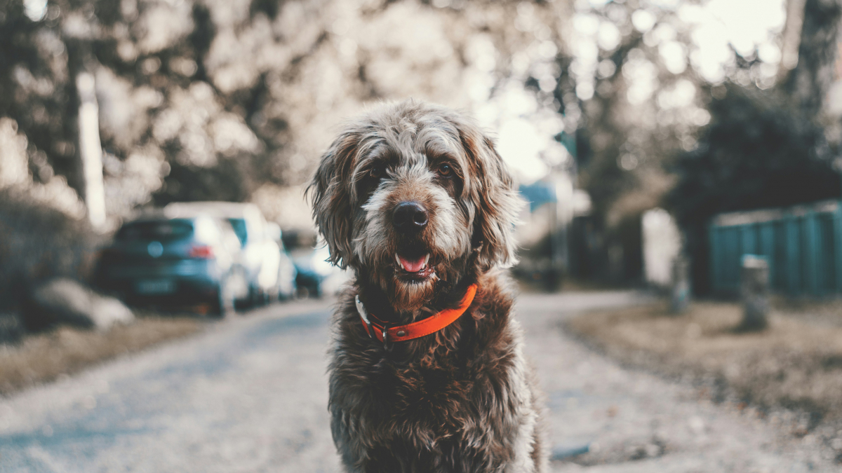 Illustration : "Dans cette ville allemande, il faut désormais passer un examen avant d’adopter un chien"