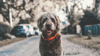 Illustration : Dans cette ville allemande, il faut d&eacute;sormais passer un examen avant d&rsquo;adopter un chien
