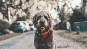 Illustration : "Dans cette ville allemande, il faut désormais passer un examen avant d’adopter un chien"