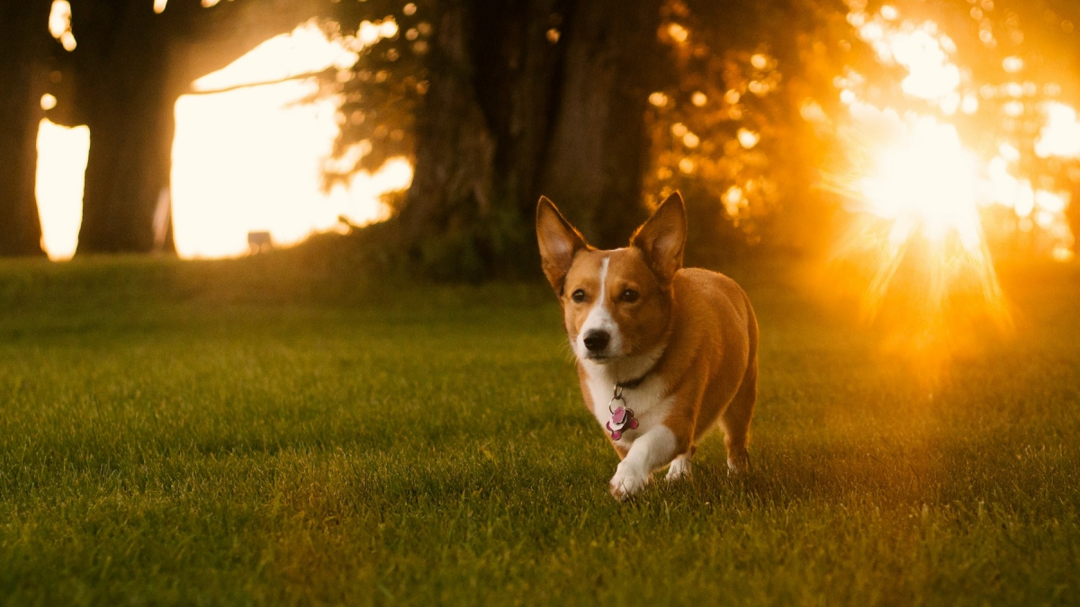Illustration : "Éclipse solaire du 12 août, faut-il protéger votre chien ou votre chat ?"
