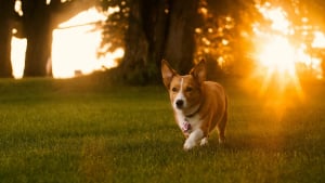 Illustration : &Eacute;clipse solaire du 12 ao&ucirc;t, faut-il prot&eacute;ger votre chien ou votre chat ?