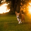 Illustration : &Eacute;clipse solaire du 12 ao&ucirc;t, faut-il prot&eacute;ger votre chien ou votre chat ?