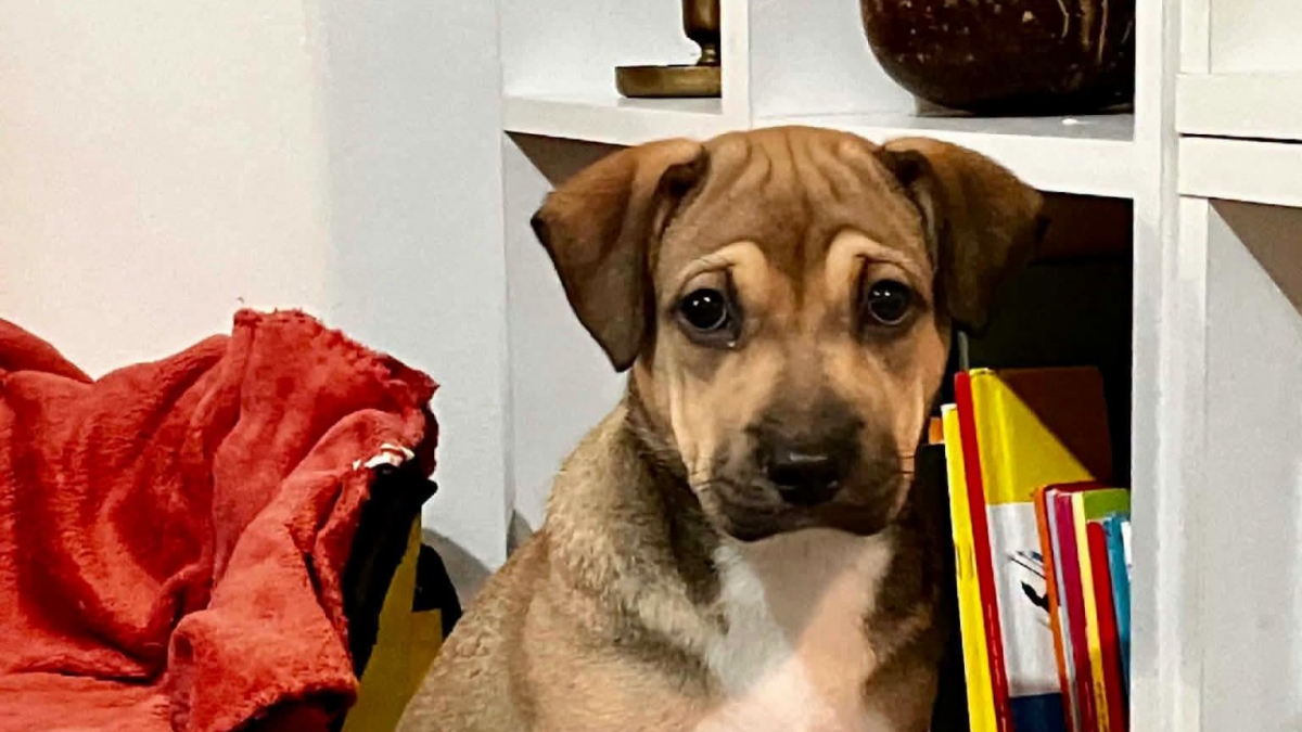 Illustration : "« Elle ne connaît pas la douceur », sauvée de l’enfer, une petite chienne de 3 mois va devoir réapprendre à faire confiance"