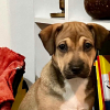 Illustration : &laquo; Elle ne conna&icirc;t pas la douceur &raquo;, sauv&eacute;e de l&rsquo;enfer, une petite chienne de 3 mois va devoir r&eacute;apprendre &agrave; faire confiance