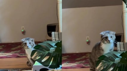 Illustration : Ce chat &acirc;g&eacute; et timide &eacute;vitait toujours son humaine jusqu&rsquo;au jour o&ugrave; elle a eu besoin de r&eacute;confort (vid&eacute;o)