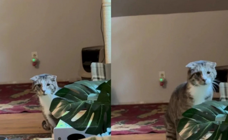 Ce chat âgé et timide évitait toujours son humaine jusqu’au jour où elle a eu besoin de réconfort (vidéo)