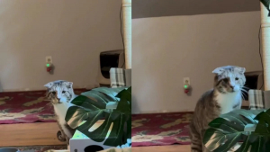 Illustration : Ce chat âgé et timide évitait toujours son humaine jusqu’au jour où elle a eu besoin de réconfort (vidéo)