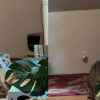 Illustration : Ce chat &acirc;g&eacute; et timide &eacute;vitait toujours son humaine jusqu&rsquo;au jour o&ugrave; elle a eu besoin de r&eacute;confort (vid&eacute;o)