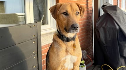 Illustration : Tomb&eacute; sous le charme d&rsquo;un chien errant en vacances, un couple d&eacute;bourse pr&egrave;s de 7000 euros pour l'adopter
