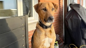 Illustration : Tomb&eacute; sous le charme d&rsquo;un chien errant en vacances, un couple d&eacute;bourse pr&egrave;s de 7000 euros pour l'adopter