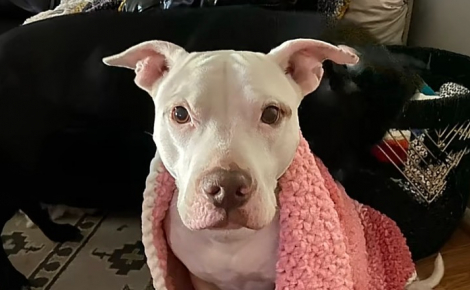 Cette chienne sourde n’entend plus sa gamelle, mais peut compter sur sa meilleure amie pour ne jamais rater un repas (vidéo)