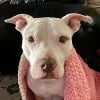 Illustration : Cette chienne sourde n&rsquo;entend plus sa gamelle, mais peut compter sur sa meilleure amie pour ne jamais rater un repas (vid&eacute;o)