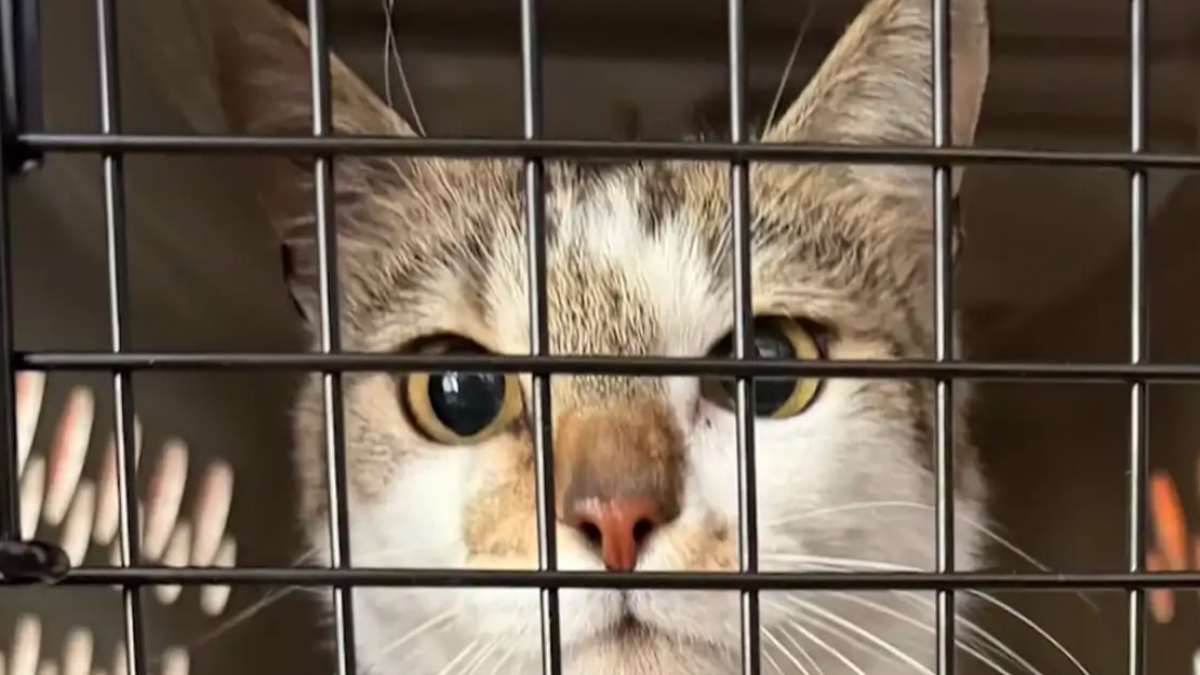 Illustration : "Disparue dans un accident de voiture en se rendant dans sa famille d'accueil, cette chatte est retrouvée plusieurs semaines plus tard"