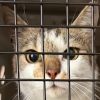 Illustration : Disparue dans un accident de voiture en se rendant dans sa famille d'accueil, cette chatte est retrouv&eacute;e plusieurs semaines plus tard