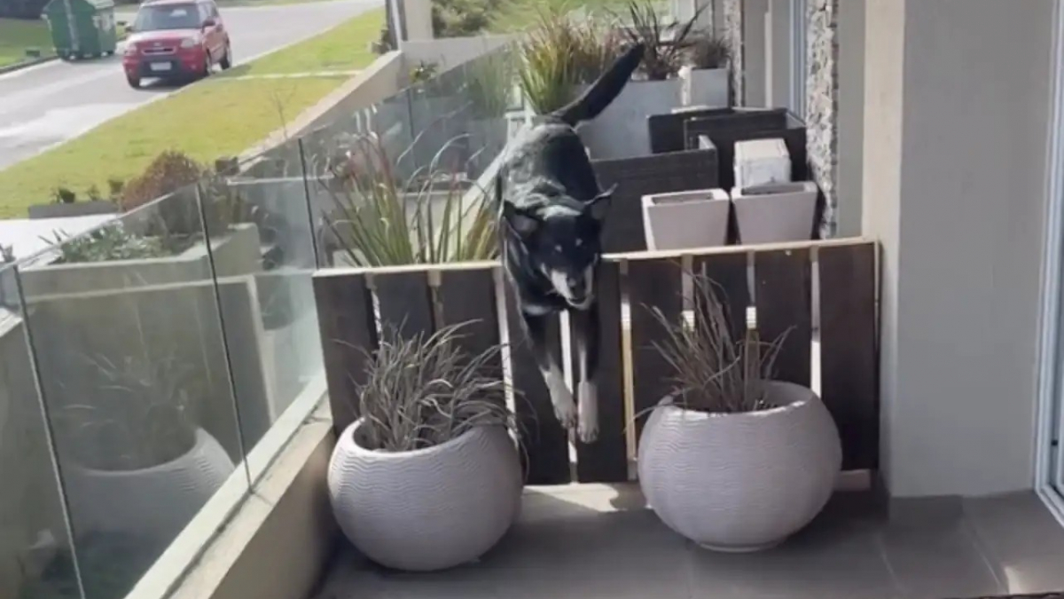 Illustration : "Chaque jour, ce chien traverse le balcon pour retrouver son voisin devenu son compagnon de jeu et de câlins préféré (vidéo)"