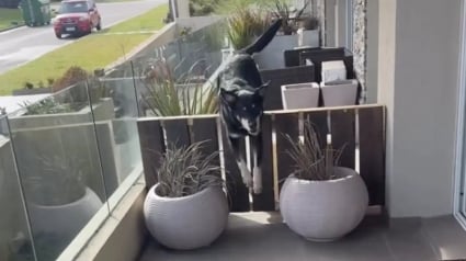 Illustration : Chaque jour, ce chien traverse le balcon pour retrouver son voisin devenu son compagnon de jeu et de c&acirc;lins pr&eacute;f&eacute;r&eacute; (vid&eacute;o)