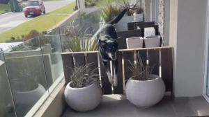 Illustration : Chaque jour, ce chien traverse le balcon pour retrouver son voisin devenu son compagnon de jeu et de câlins préféré (vidéo)