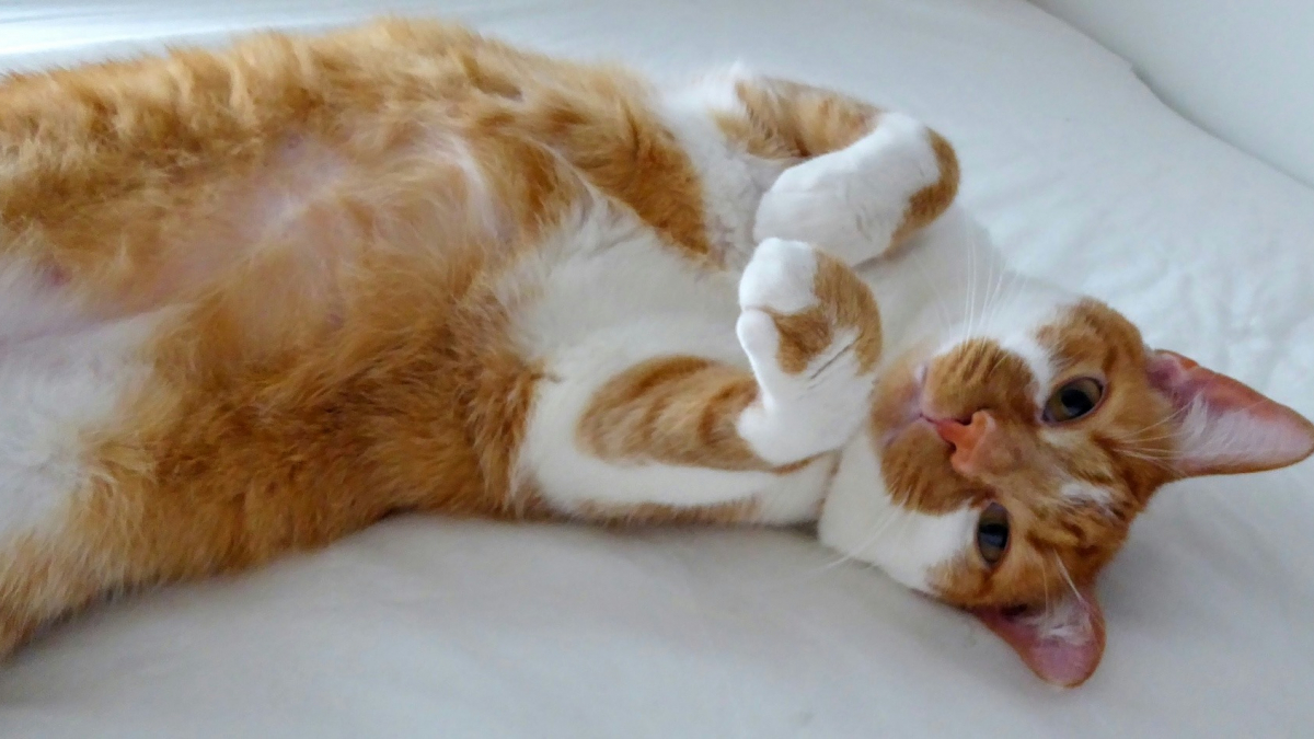 Illustration : "Un chat qui déteste être caressé au ventre est-il forcément chatouilleux ?"