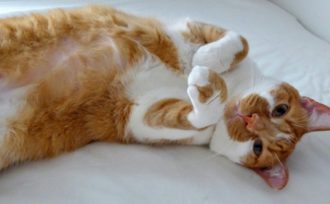 Un chat qui déteste être caressé au ventre est-il forcément chatouilleux ?