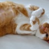 Illustration : Un chat qui d&eacute;teste &ecirc;tre caress&eacute; au ventre est-il forc&eacute;ment chatouilleux ?