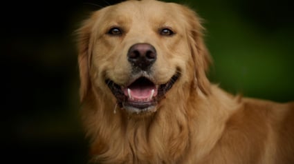 Illustration : Pouvez-vous utiliser votre dentifrice pour nettoyer les dents de votre chien ?