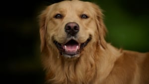 Illustration : Pouvez-vous utiliser votre dentifrice pour nettoyer les dents de votre chien ?