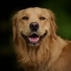 Illustration : Pouvez-vous utiliser votre dentifrice pour nettoyer les dents de votre chien ?