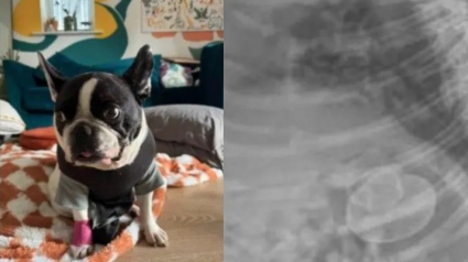 Illustration : &laquo; C'&eacute;tait compl&egrave;tement fou &raquo;, un Bouledogue Fran&ccedil;ais avale un canard en caoutchouc entier et subit une op&eacute;ration qui co&ucirc;te 4000 euros