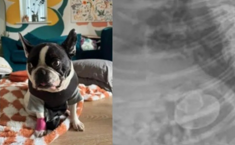 « C'était complètement fou », un Bouledogue Français avale un canard en caoutchouc entier et subit une opération qui coûte 4000 euros