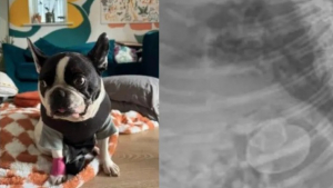Illustration : « C'était complètement fou », un Bouledogue Français avale un canard en caoutchouc entier et subit une opération qui coûte 4000 euros