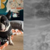 Illustration : &laquo; C'&eacute;tait compl&egrave;tement fou &raquo;, un Bouledogue Fran&ccedil;ais avale un canard en caoutchouc entier et subit une op&eacute;ration qui co&ucirc;te 4000 euros