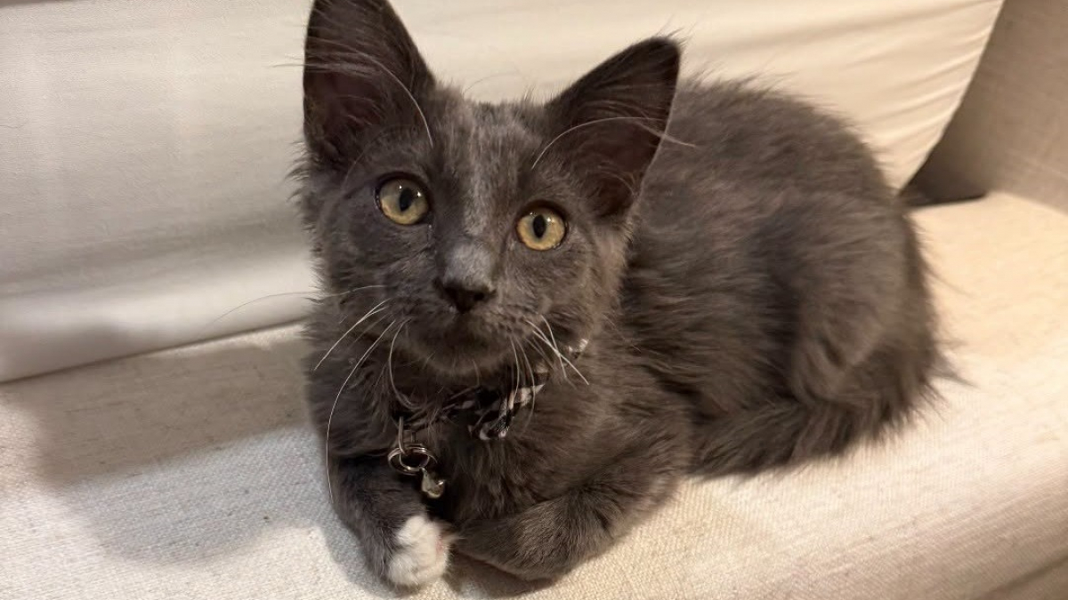 Illustration : "Ce chaton découvert sur une autoroute se cache sous le véhicule d'un policier, est secouru puis adopté par une bénévole"