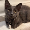 Illustration : Ce chaton d&eacute;couvert sur une autoroute se cache sous le v&eacute;hicule d'un policier, est secouru puis adopt&eacute; par une b&eacute;n&eacute;vole