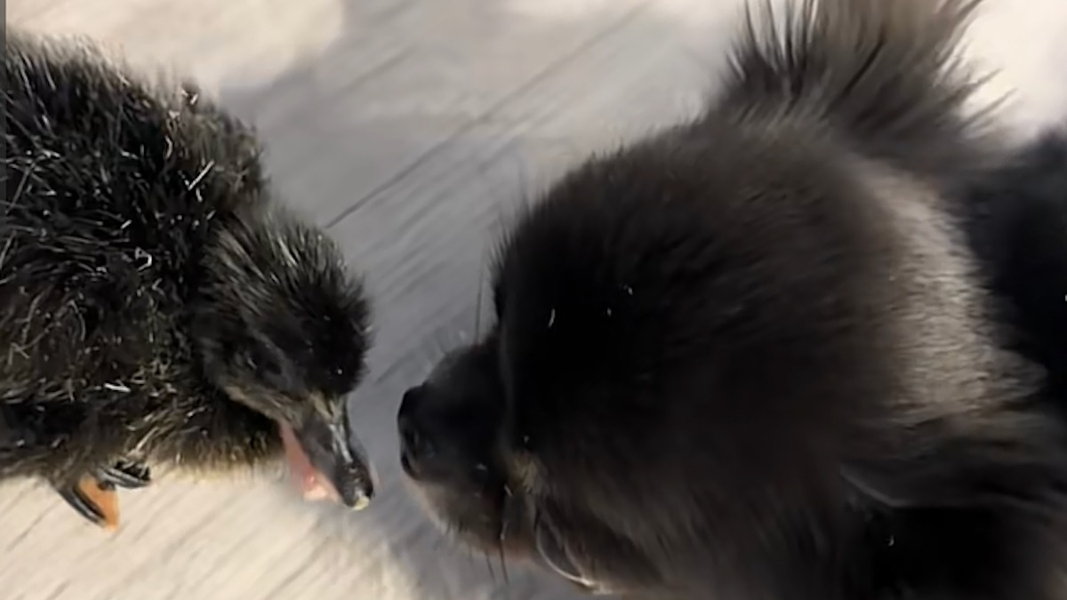 Illustration : "Ce Chihuahua qui n'aime pas jouer avec les autres chiens a trouvé auprès d'un canard le meilleur ami qui lui manquait (vidéo)"