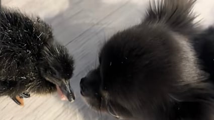 Illustration : Ce Chihuahua qui n'aime pas jouer avec les autres chiens a trouv&eacute; aupr&egrave;s d'un canard le meilleur ami qui lui manquait (vid&eacute;o)