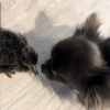 Illustration : Ce Chihuahua qui n'aime pas jouer avec les autres chiens a trouv&eacute; aupr&egrave;s d'un canard le meilleur ami qui lui manquait (vid&eacute;o)