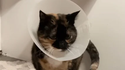 Illustration : Alors que la plupart de ses cong&eacute;n&egrave;res d&eacute;testent la collerette v&eacute;t&eacute;rinaire, cette chatte garde la sienne comme jouet depuis 13 ans