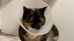 Illustration : Alors que la plupart de ses congénères détestent la collerette vétérinaire, cette chatte garde la sienne comme jouet depuis 13 ans
