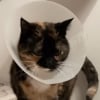 Illustration : Alors que la plupart de ses cong&eacute;n&egrave;res d&eacute;testent la collerette v&eacute;t&eacute;rinaire, cette chatte garde la sienne comme jouet depuis 13 ans