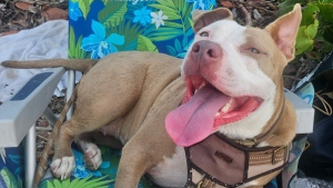 Illustration : « Je le referais sans hésiter une seconde », un homme parcourt 600 km pour adopter une chienne croisée Pitbull de refuge